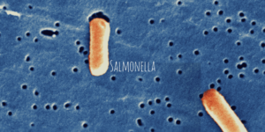Chipotle salmonella cases