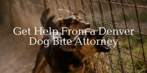 get help from a Denver dog bite attorney